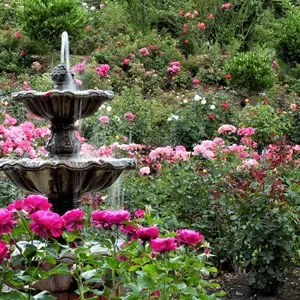 International Rose Test Garden