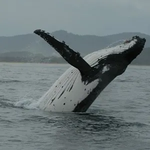 Whale Watching
