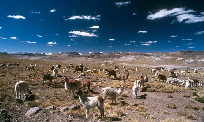 Arequipa and Colca Canyon Peru Multi City Vacation