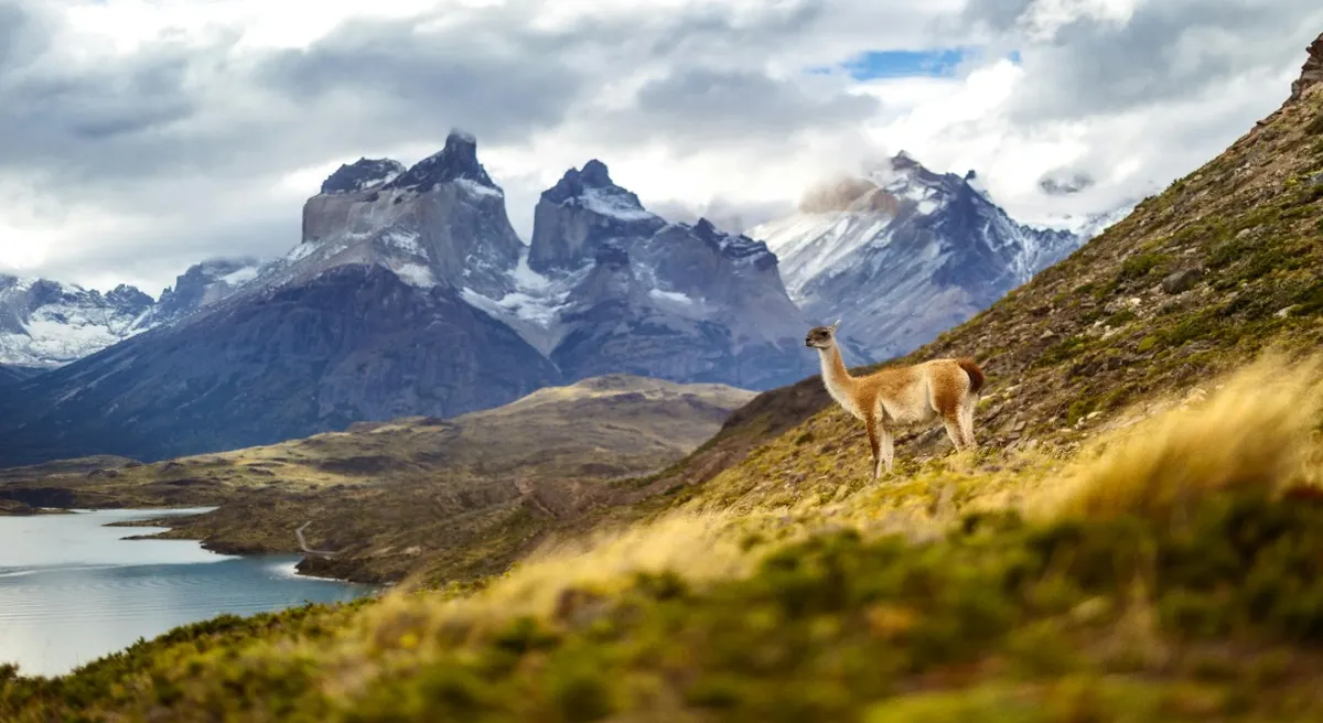Chilean Patagonia and Wine Country Explorer