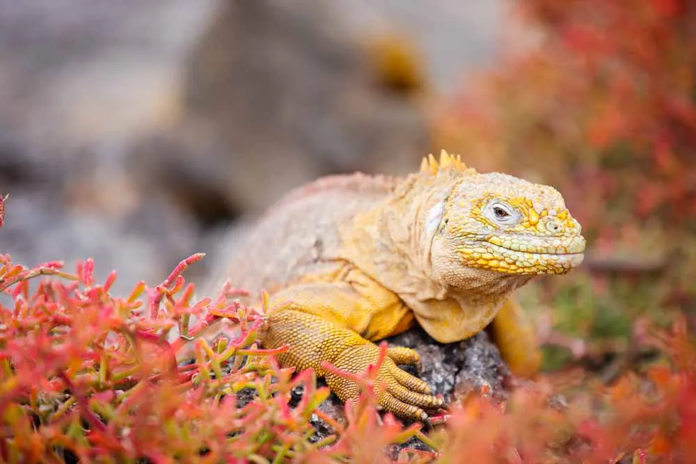 Ecuador and Galapagos Discovery