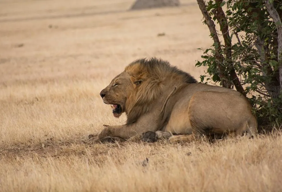 Etosha