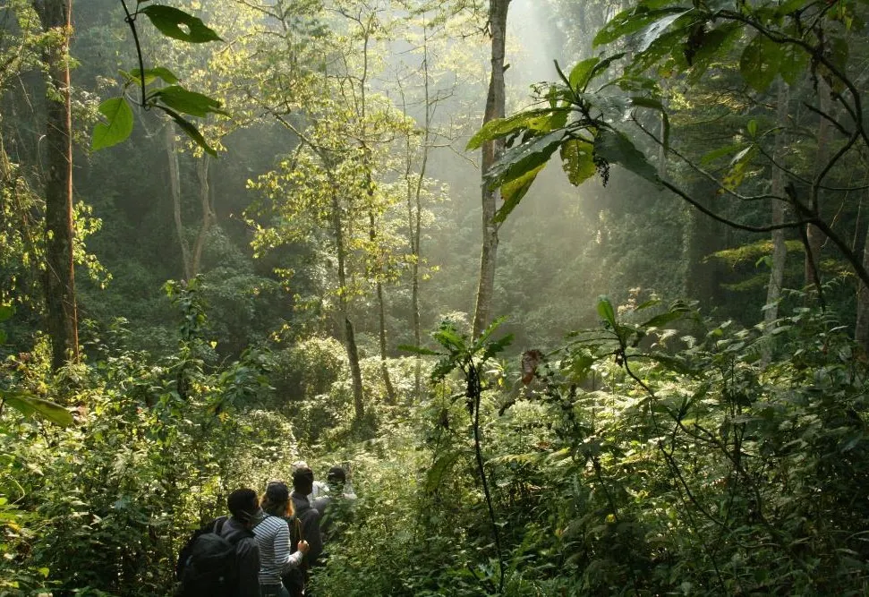 Bwindi by Air - photo 9
