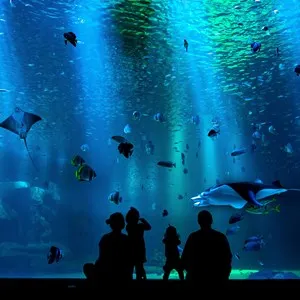 Interactive Aquarium