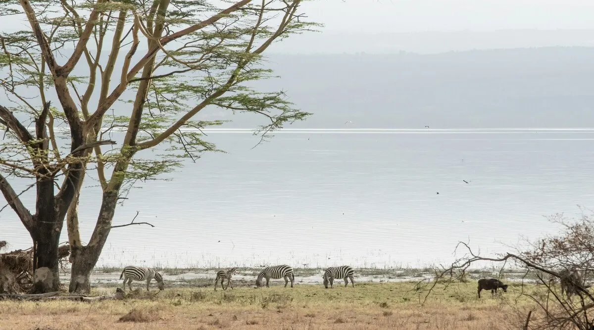 Treasures of Kenya