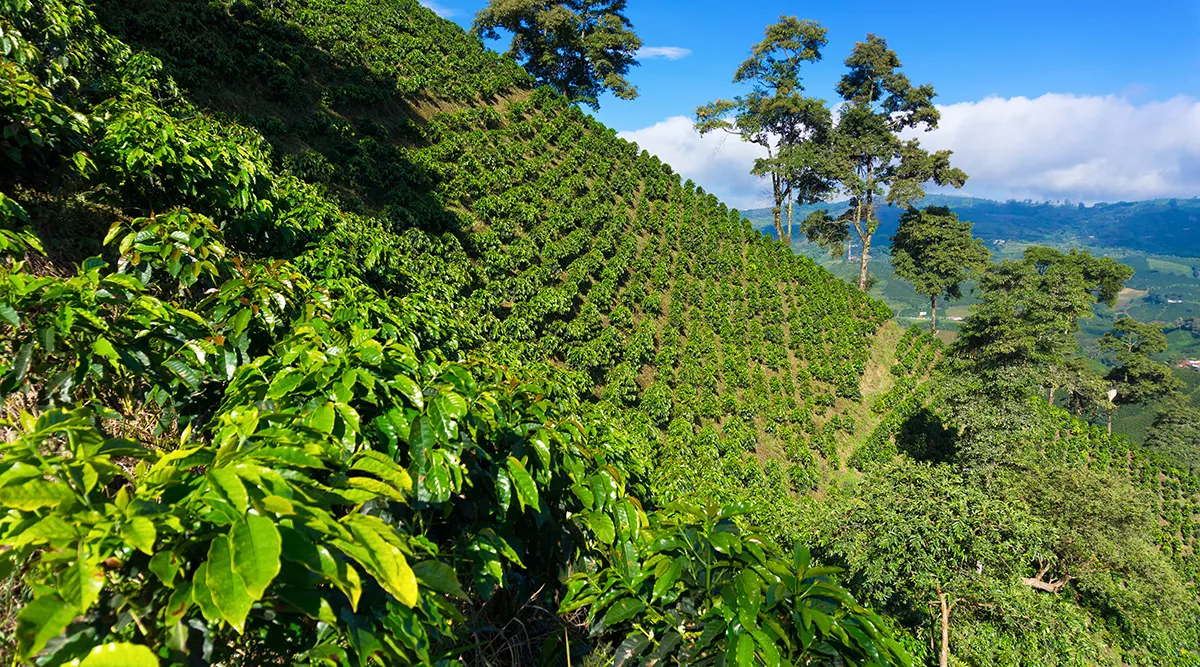 Colombia's Coffee Culture Private Journey
