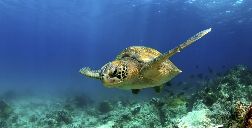 Quito and Galapagos Cruise Vacation