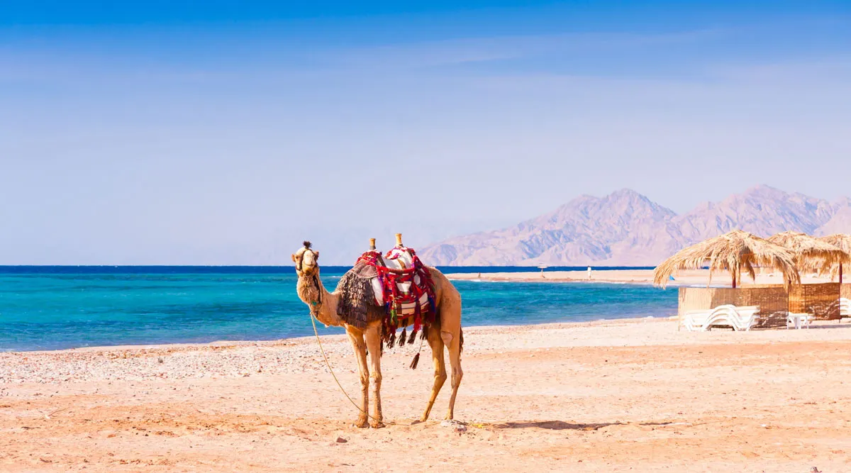 Jewels of Ancient Egypt and the Red Sea