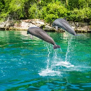 Eco Parks & Tours