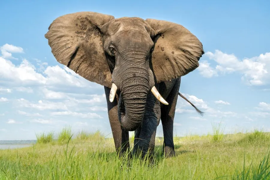 Chobe National Park