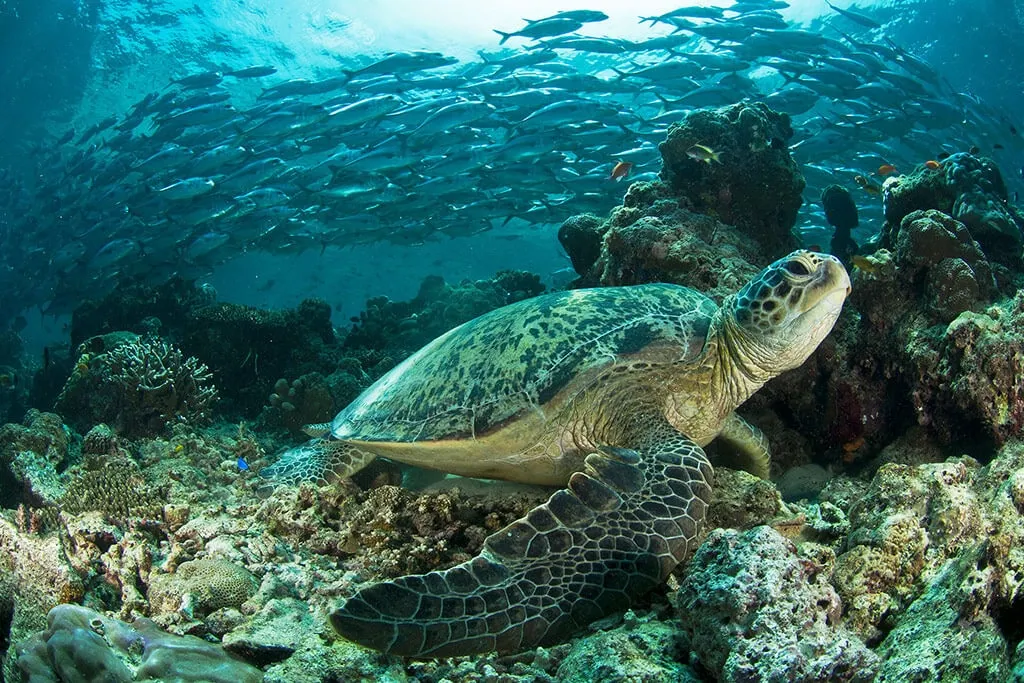 Costa Rica Beach Lovers Adventure 