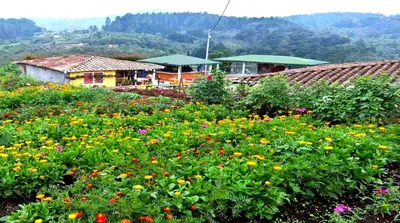 Medellin Flower Festival and Cartagena Discovery