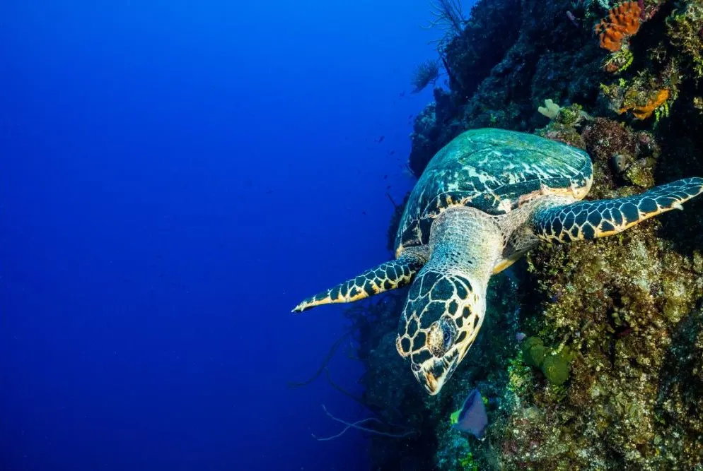 Little Cayman photo 5