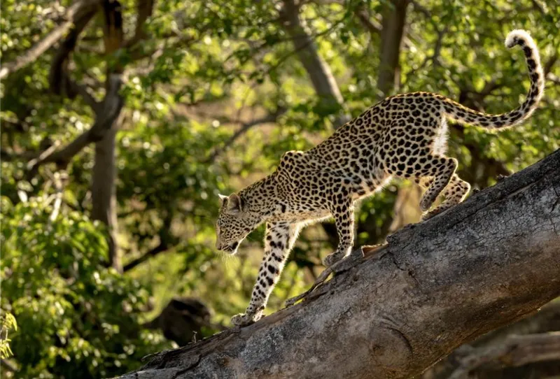 Moremi Game Reserve