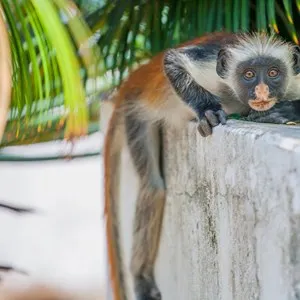 red colobus in zanzibar
