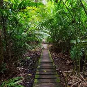Deep jungle slotted board walkway inside palm tree forest