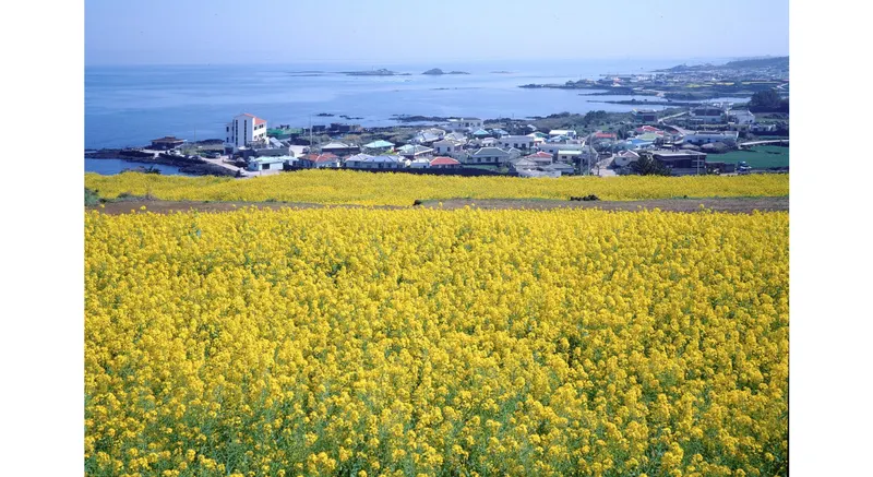 Jeju Island