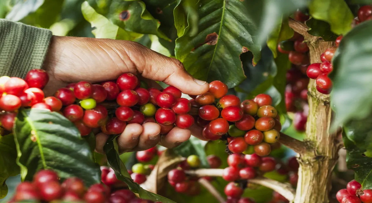 Colombia's Coffee Culture Private Journey