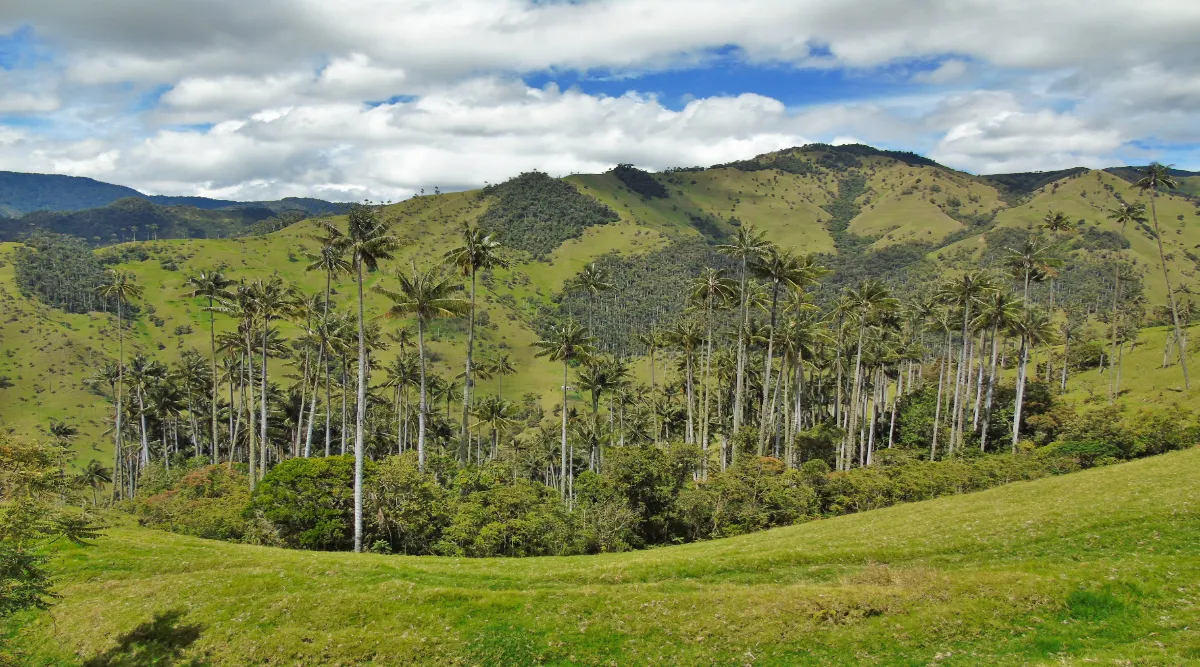 Colombia's Coffee Culture Private Journey