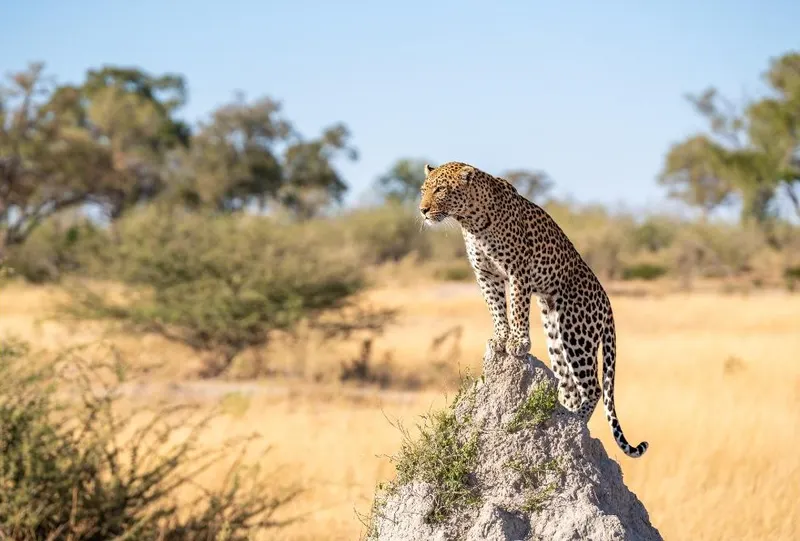 Moremi Game Reserve