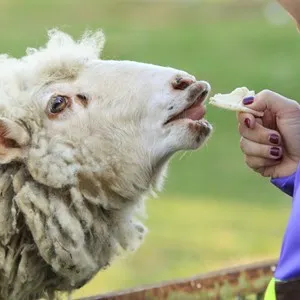 Funny shaggy cheep eats a treat from woman's hand close-up