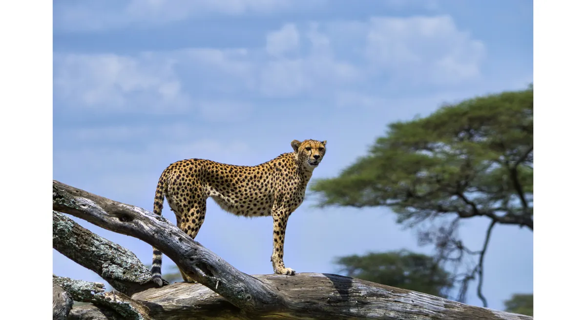 Tanzania Classic Safari
