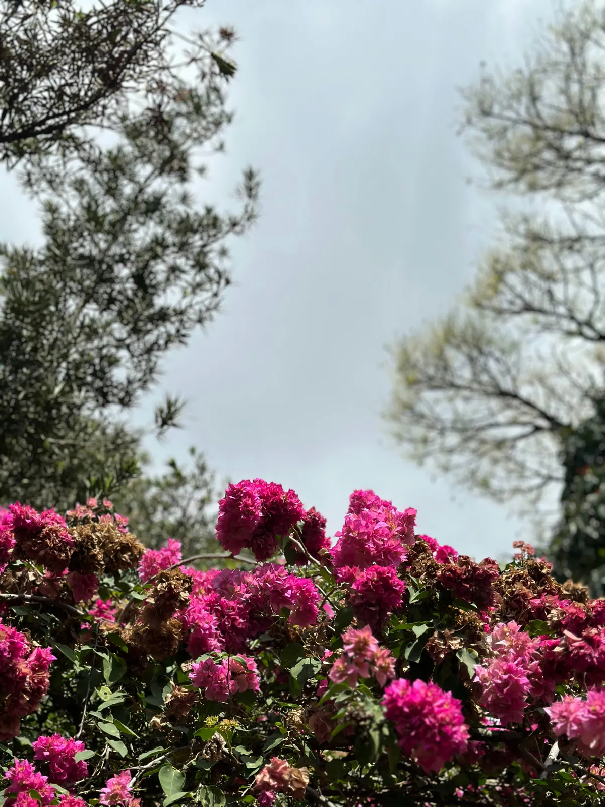 Guatemala