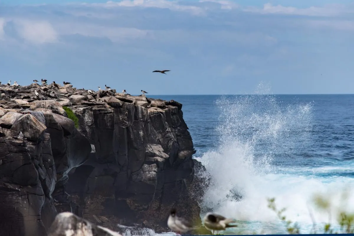 Galapagos Western Islands Aboard M/C EcoGalaxy