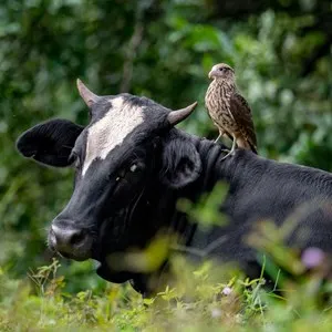 Costa Rican bird and cow