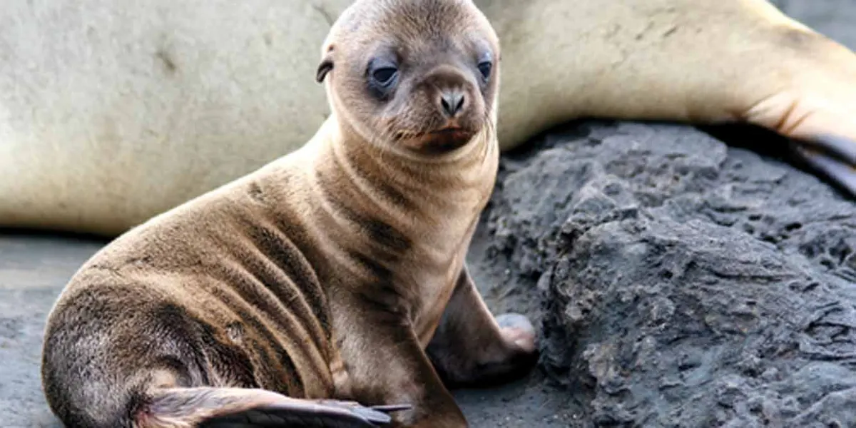 Peru Machu Picchu and Galapagos Islands Explorer
