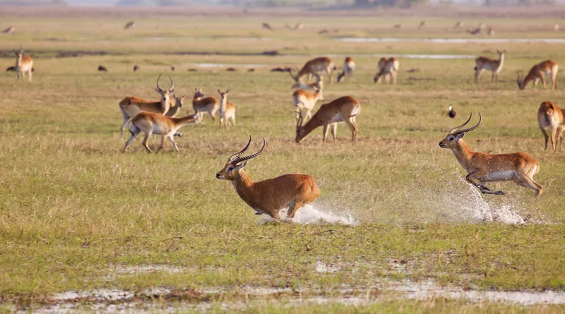 Zambia