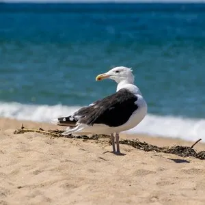 Seagull Beach