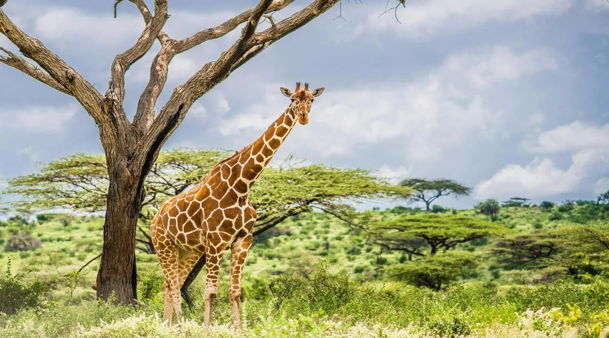 East Africa SkySafari