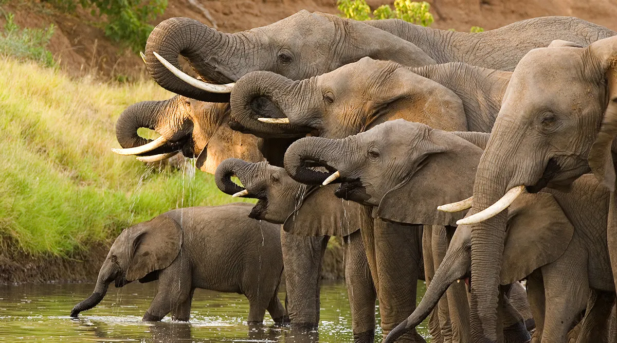 Southern Africa Safari Cruise Journey