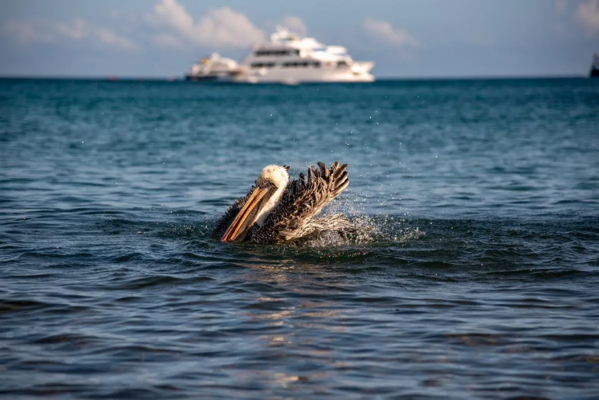 Galapagos Northern Route Cruise Aboard MC Alya 