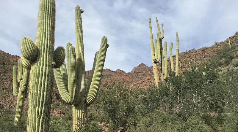 Arizona