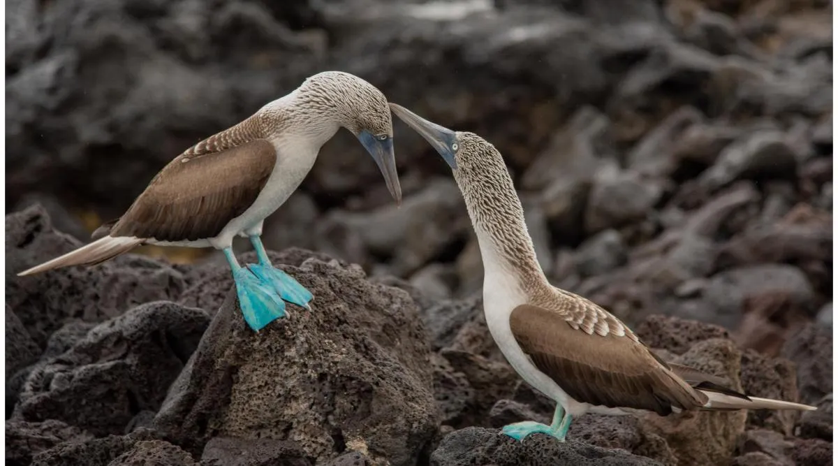 Galapagos Northern Route Cruise Aboard MC Alya 