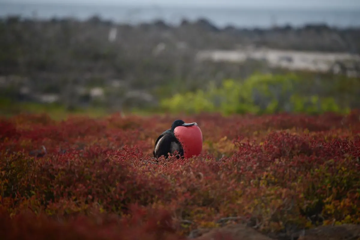 Galapagos Northern Route Cruise Aboard MC Alya 