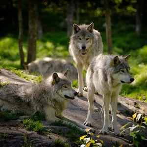Saint Francis Wolf Sanctuary