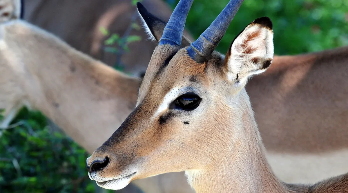Kruger National Park Fly In Safari 