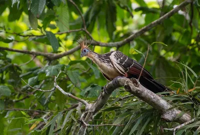 Amazon Discovery Cruise 