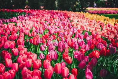 Springtime in Paris and Amsterdam Tulip Escapade