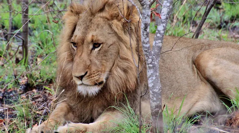 Pilanesberg National Park
