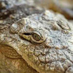 The eye of the crocodile