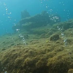 Champagne Reef