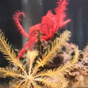 Aquarium Pula
