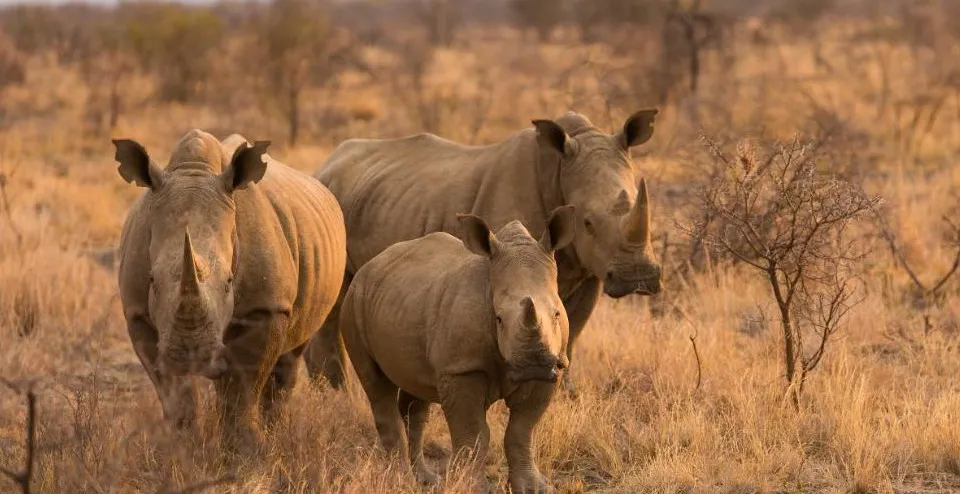 Honeymoon Rail Journey from Victoria Falls to Pretoria on Rovos Rail