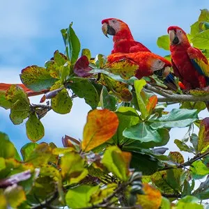 Guanacaste National Park