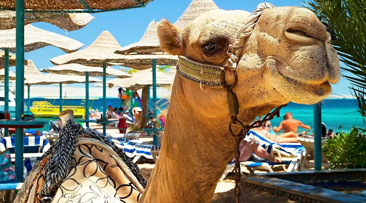 Hurghada Eclipse Odyssey