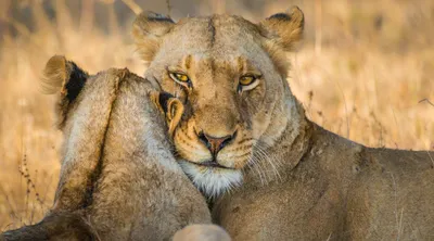 Kruger National Park